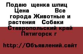 Подаю. щенка шпиц  › Цена ­ 27 000 - Все города Животные и растения » Собаки   . Ставропольский край,Пятигорск г.